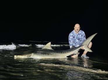 ITS BIG TIGER SHARK SEASON!