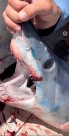 Fort Lauderdale Report Photo 1