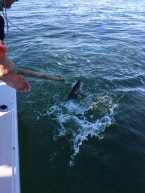 Bourne Report Photo 1