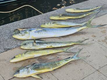Mahi, Kings, Blackfins on the Hook