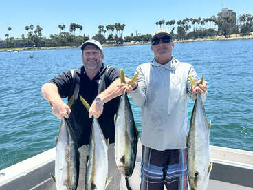 Islands have good to excellent yellowtai