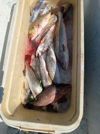 Decent day of fishing