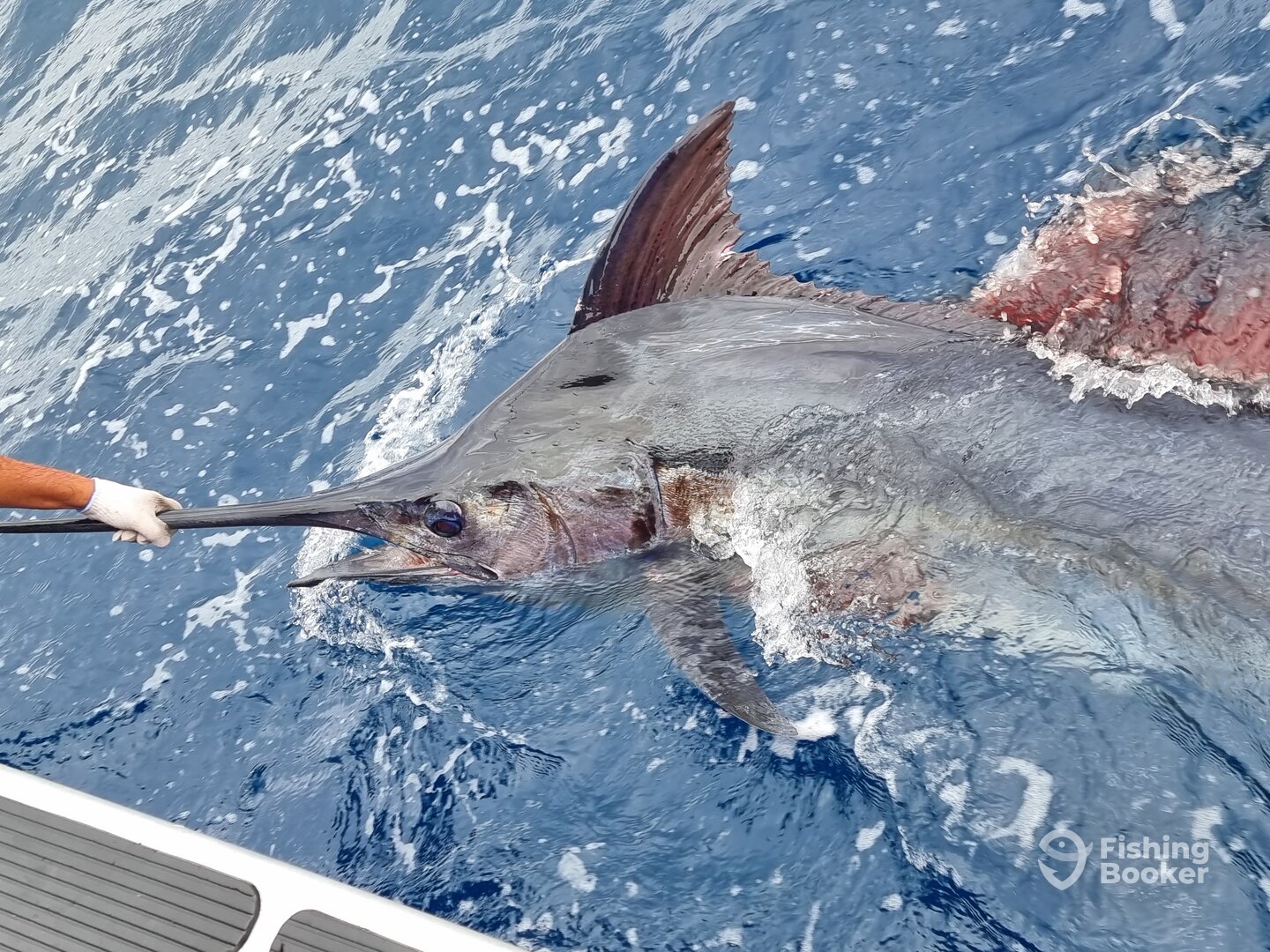 Marlin Action in the Bay of Islands