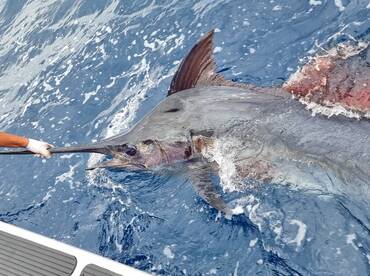 Marlin Action