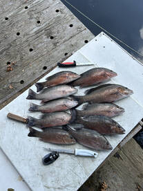 Jacksonville Report Photo 1