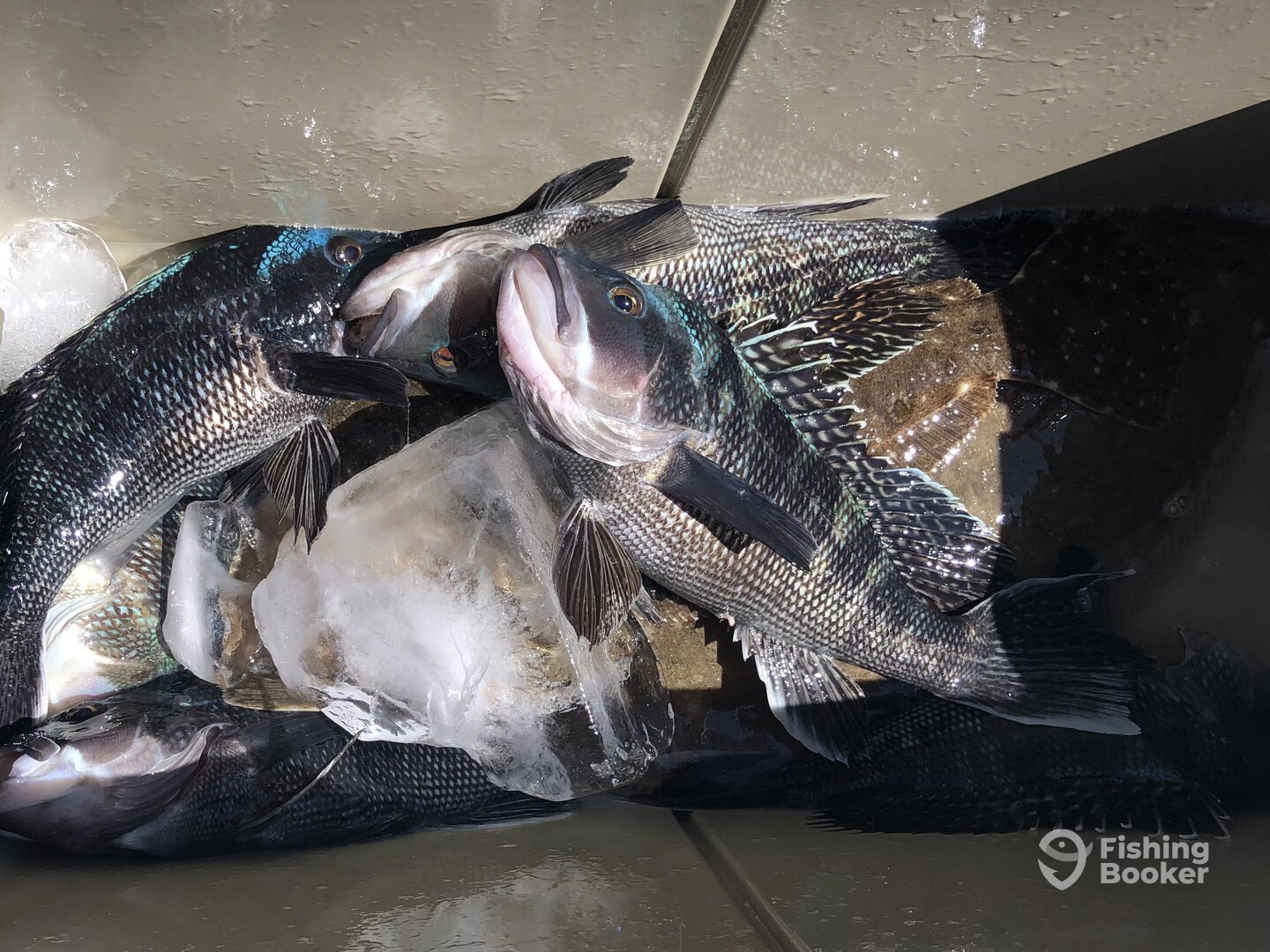 Rehoboth Beach Report Photo 0