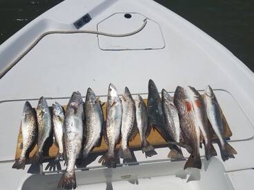 Trout Extravaganza