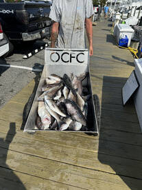 Blue line tilefish and Jumbo Sea Bass