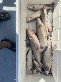 Filled the cooler again ! 