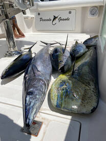 Cabo San Lucas Report Photo 1