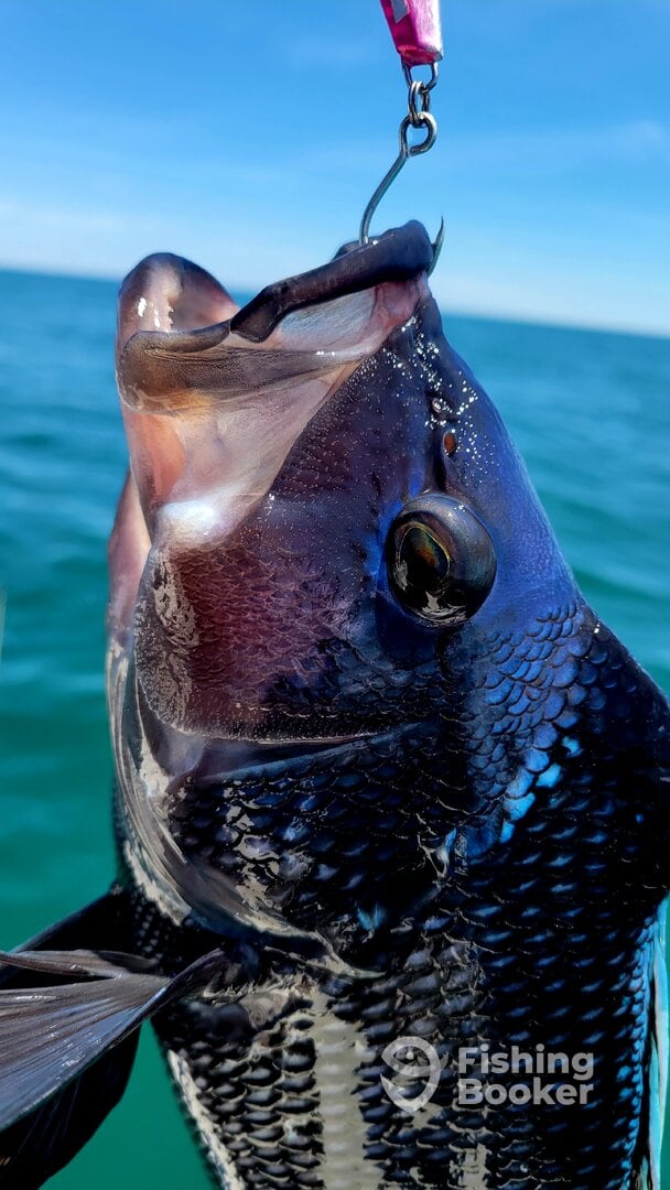 Black Sea Bass Jigged