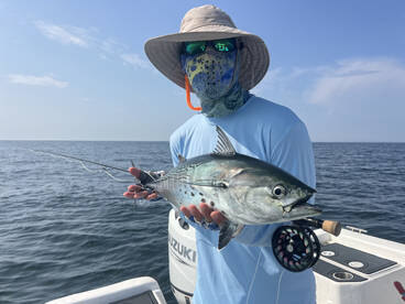 False Albacore have moved in the area