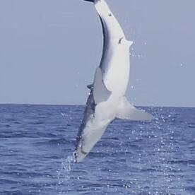 Big Makos on fly