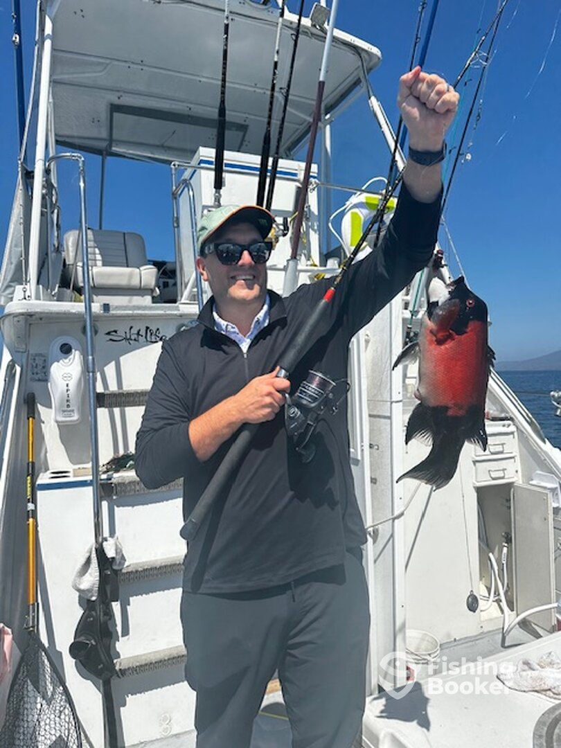 Male Sheepshead