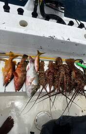 Our days catch