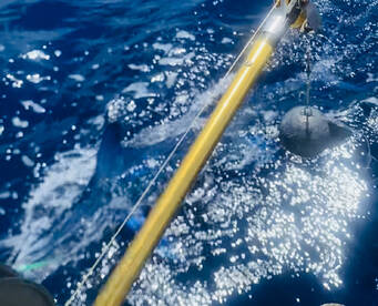 Sandys Report Photo 2