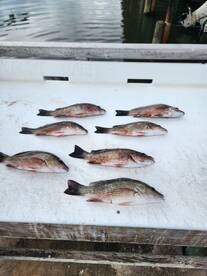 Mangrove snapper bite is hot!