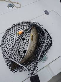 Carrabelle Report Photo 2