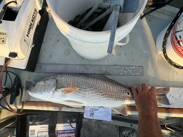 Big slot and over slot Red Drum