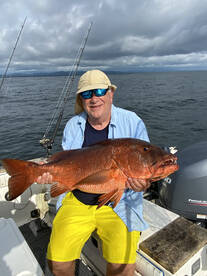Inshore action! Big cubera snapper 