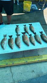 Destin Report Photo 2