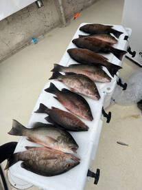 Snapper, snapper, and more snapper! 