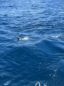 Marlin and mahi fishing are good… a tuna
