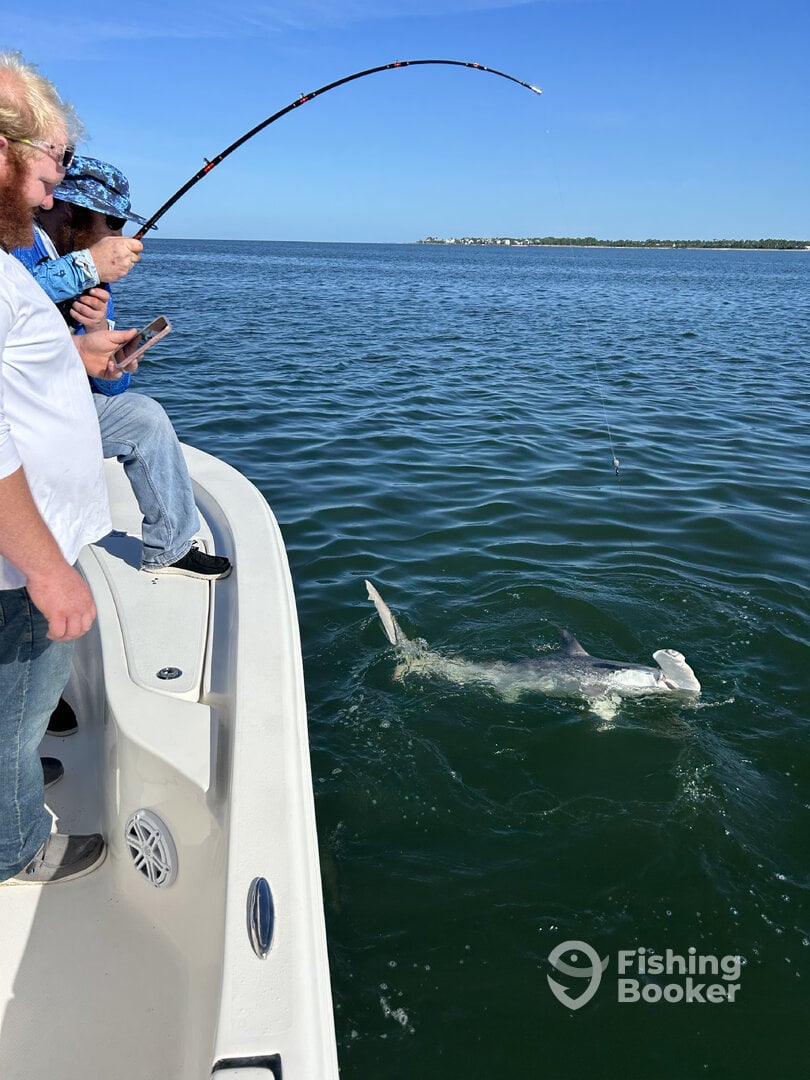 Big hammerhead in St Joe Bay