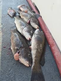 Narragansett Report Photo 2