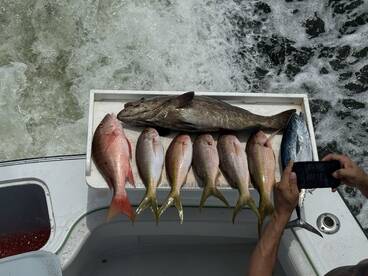 snappers and nice black Groupe5t