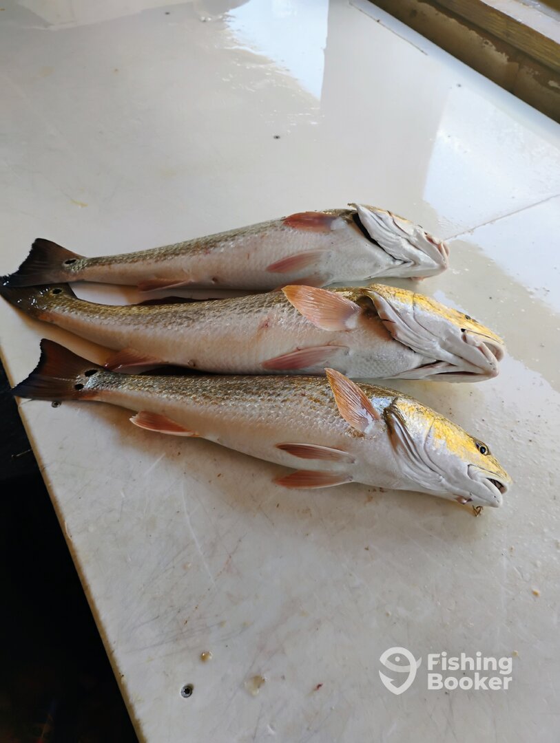 Port Aransas Report Photo 0