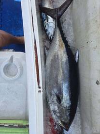 6 hr tuna trip