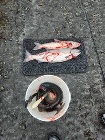 Silvers and pinks!