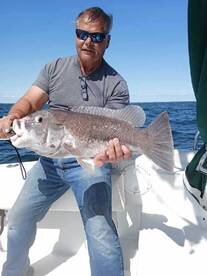 Tautog and Sea bass bite is on! 