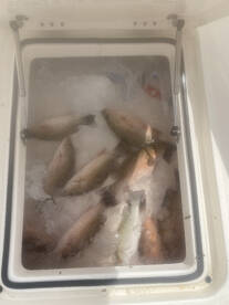 Destin Report Photo 2