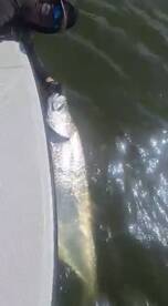 Carolina Report Photo 2