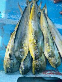 Mahahual Report Photo 2