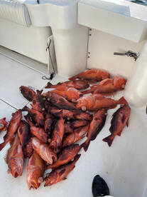 Dana Point Report Photo 2