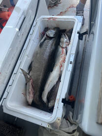 The fall salmon run has begun!