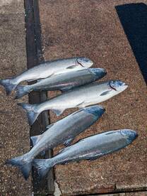 Salmon, Salmon, Salmon!!!!