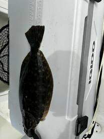 Murrells Inlet Report Photo 1