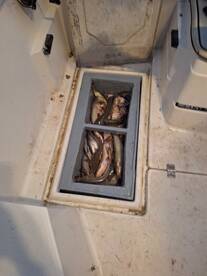 The Channel Catfish Bite Is Insane