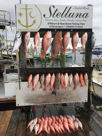 Red Grouper, Scamp Grouper, Red Snapper