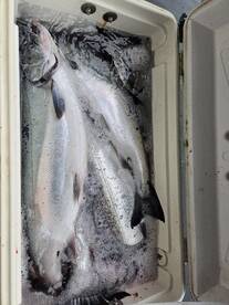 full cooler.