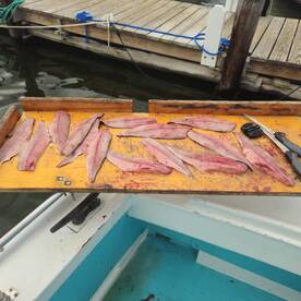 Solomons Report Photo 1