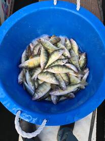 Catching yellow perch on lake Erie 