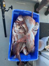 Tewantin Report Photo 1
