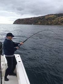 Catalina Yellowtail and Calico Bass