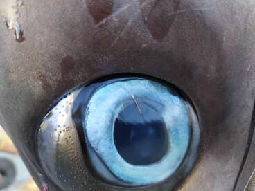 Temperature of the water droped alot las