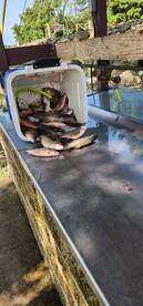 Carlyle Report Photo 2
